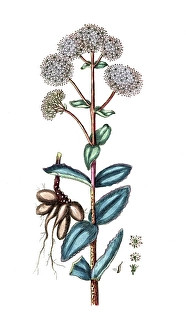 Sedum telephium, stonecrop, digital reproduction of a historical original