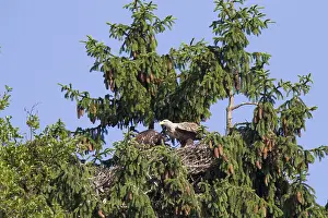 Seeadler, Haliaeetus albicilla, White-tailed Eagle