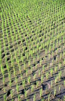 The seed of the monocot group of flowering plants