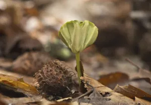 Seedling of common beech (Fagus sylvatica)