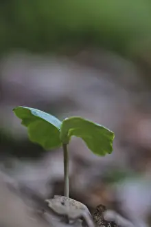 Seedling of copper beech (Fagus silvatica)