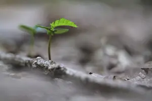 Seedling of copper beech (Fagus silvatica)