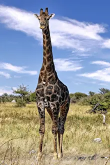 Sehr dunkle Giraffe, Etosha-Nationalpark, Namibia
