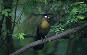 Seidenturaco, hartlaub's turaco (Tauraco hartlaubi)