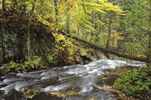 Selke River near Alexisbad, Harz