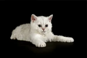 Selkirk Rex, cat breed, kitten