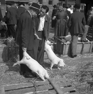 Sellers of piglets reach out demandingly