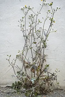 Semi-dried thistle, common sow thistle