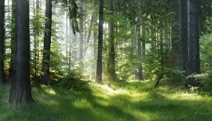 Semi-natural spruce forest in the Harz Mountains