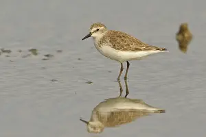 Semipalmated Sandpiper (Calidris pusilla)
