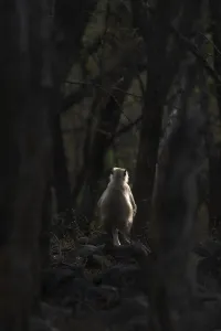 Semnopithecus, Ranthambore National Park, India