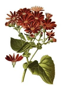 Senecio cruentus, Cineraria, leafy daisy and leafy fleabane