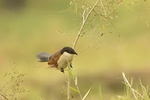 Senegal Coucal (Centropus senegalensis)