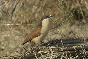 Senegal Coucal (Centropus senegalensis)