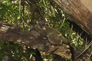 Senegal galago (Galago senegalensis)