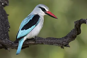 Senegal Kingfisher (Halcyon senegalensis)