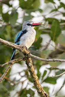 Senegal Kingfisher (Halcyon senegalensis) on a branch