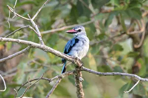 Senegal Kingfisher (Halcyon senegalensis) on a branch