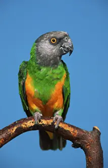 Senegal Parrot (Poicephalus senegalus)