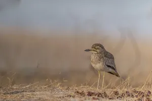 Senegal Thick-knee (Burhinus senegalensis)