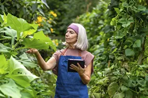 Senior woman farmer in apron inspecting organic plants in a garden