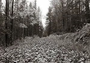 Sepia-coloured, forest road through mixed autumnal forest