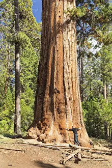 Sequoia tree in Mariposa Grove