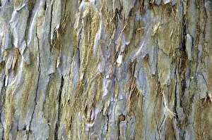 Sequoia tree, Sequoiadendron giganteum