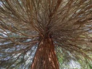 Sequoia tree (Sequoioidea), view from below into the crown
