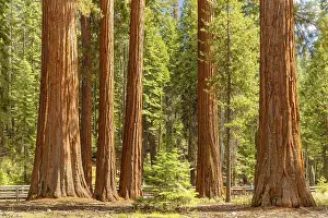 Sequoia trees in Mariposa Grove