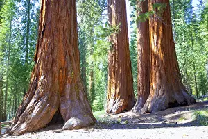 Framed Print : Sequoias Bachelor and three Graces in Mariposa Grove at Yosemite National Park California