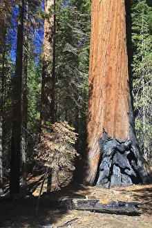 Sequoias in Foresta, Yosemite West