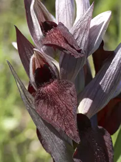 Serapias vomeracea, ssp. orientalis