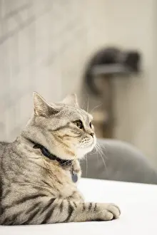 A serene British Shorthair cat