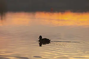 A serene and calm scene of a duck gracefully gliding across the tranquil waters at sunset