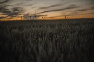 A serene field at twilight with dark tones and distinctive cloud formations