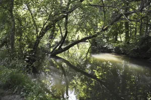 A serene forest river scene with trees reflecting in the water and sunlight filtering through the leaves