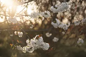 A serene image of apple blossoms in full bloom