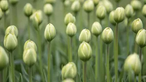 A serene image capturing uniform rows of green tulip buds (Tulipa) poised to bloom against a lush garden background