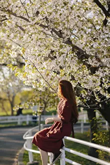 A serene scene of a person in a red dress enjoying the beautiful sakura blossoms