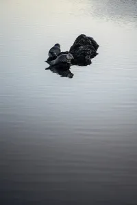 A serene scene of two seals lounging on a rock amidst the tranquil