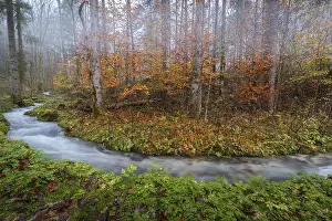 A serene stream flows through a misty forest in Hintersee