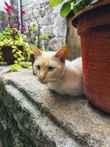 A serene white cat with blue eyes rests on a stone ledge