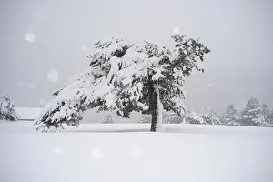 A serene winter scene in Guadarrama National Park