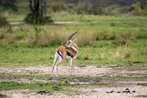 Serengeti Thomson's Gazelle (Eudorcas nasalis)