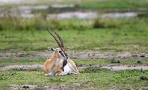 Serengeti Thomson's Gazelle (Eudorcas nasalis) sitting