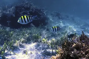 Sergeant major fish (Abudefduf saxatilis) Underwater background
