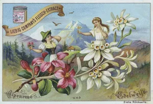 Series Flowers and Legends, Alpine Rose and Edelweiss