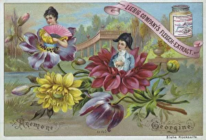 Series Flowers and Legends, Anemone and Georgine