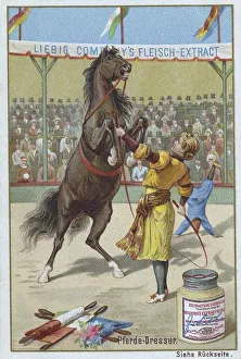 Series Horse Dressage in the Circus
